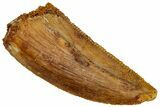 Serrated Raptor Tooth - Real Dinosaur Tooth #298132-1